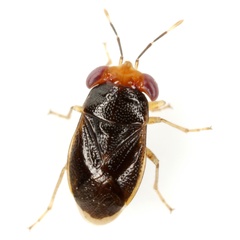 Geocoris scudderi
