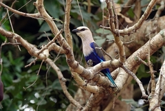 Coracias cyanogaster