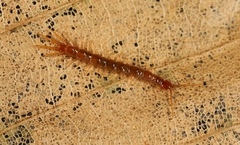 Lithobius microps