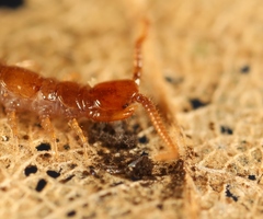 Lithobius microps