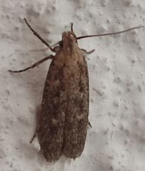 Platyedra subcinerea