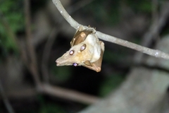 Epomophorus gambianus