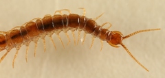 Lithobius microps
