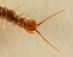 Lithobius microps