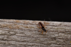 Myodocha serripes