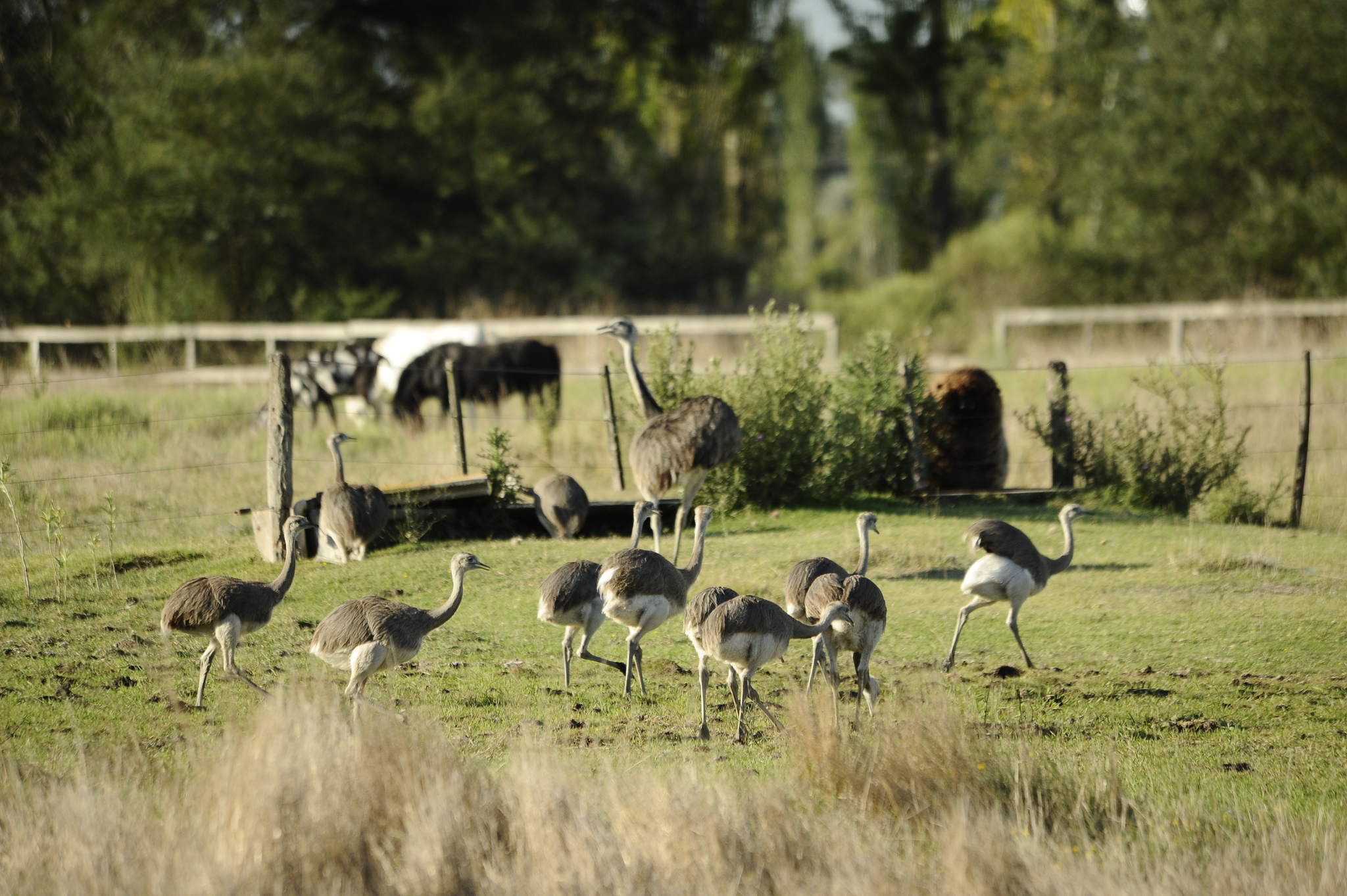 Rhea americana (Linnaeus, 1758)