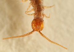 Lithobius microps