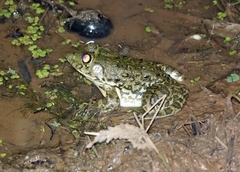 Hoplobatrachus occipitalis