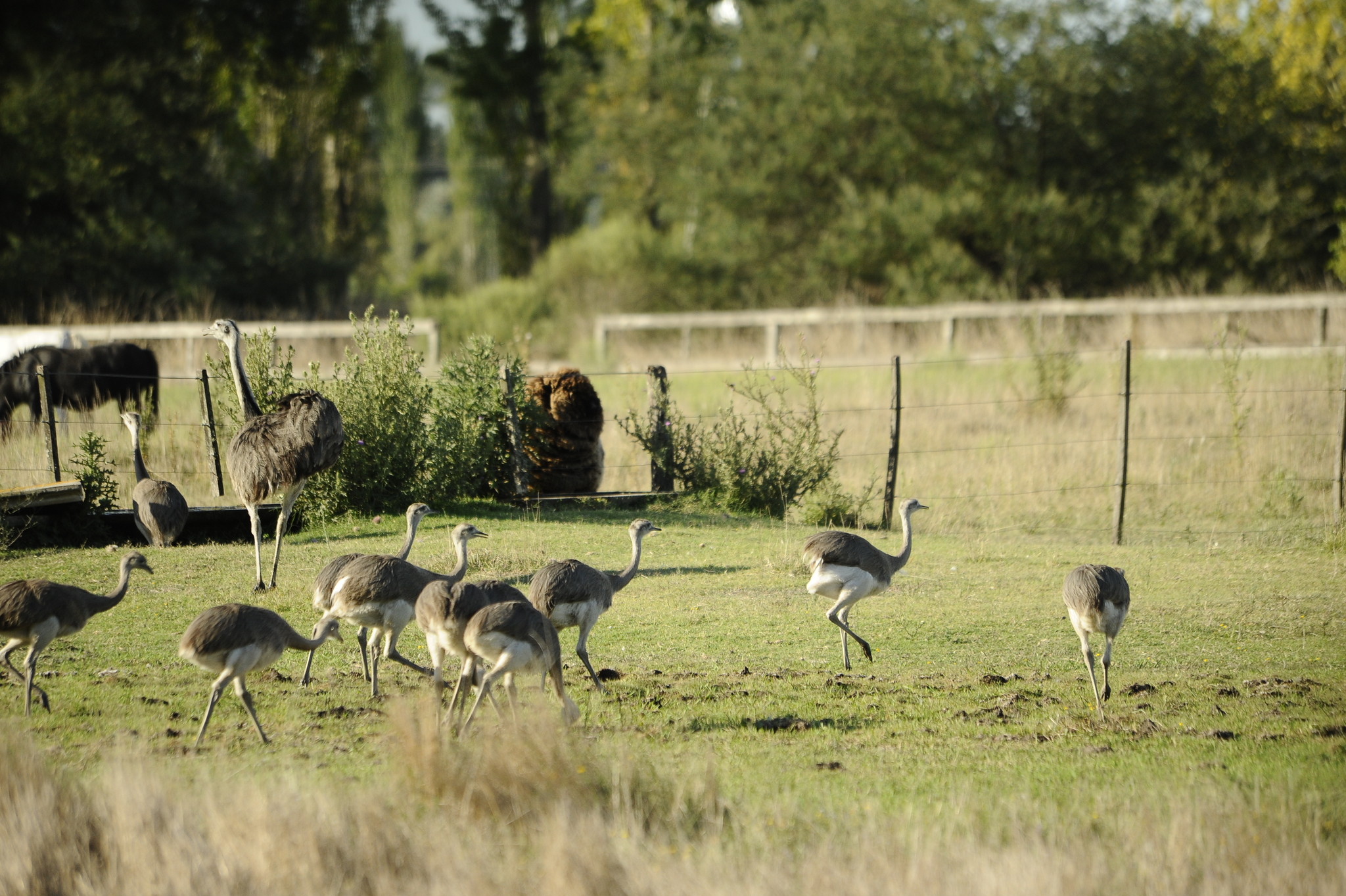 Rhea americana (Linnaeus, 1758)