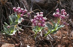 Asclepias eastwoodiana