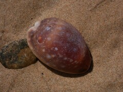 Lyncina vitellus