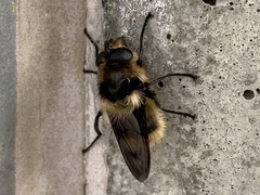 Criorhina nigripes