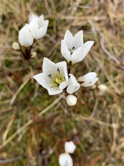 Gentianella bellidifolia