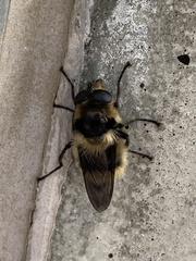 Criorhina nigripes