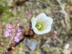 Gentianella bellidifolia