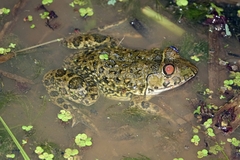 Hoplobatrachus occipitalis