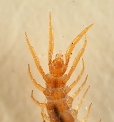 Lithobius microps