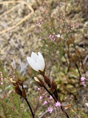 Gentianella bellidifolia
