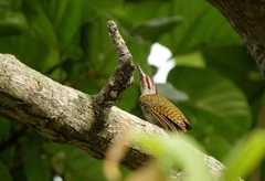 Campethera punctuligera