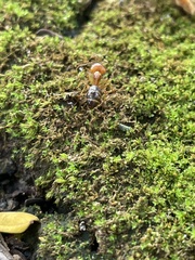 Formicinae