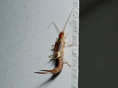 Labidura truncata