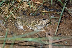 Sclerophrys regularis
