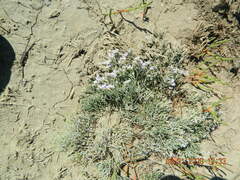 Limonium caspium