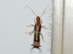 Labidura truncata