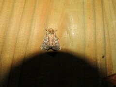 Condica pagetophagus