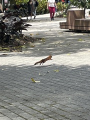 Sciurus granatensis