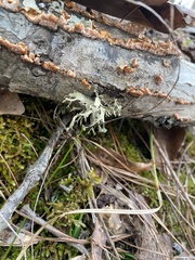 Cladonia leporina