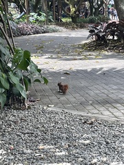 Sciurus granatensis
