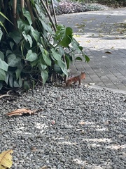 Sciurus granatensis