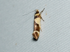 Macrobathra chrysotoxa
