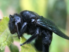 Xylocopa fimbriata