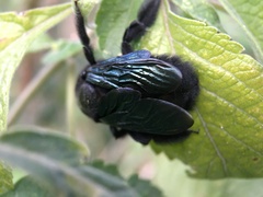 Xylocopa fimbriata