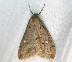 Paleacrita merriccata