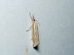 Hednota relatalis