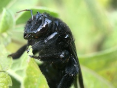 Xylocopa fimbriata