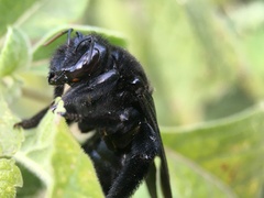 Xylocopa fimbriata