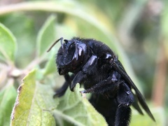 Xylocopa fimbriata