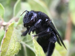 Xylocopa fimbriata