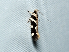 Macrobathra bigerella