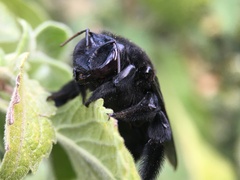 Xylocopa fimbriata
