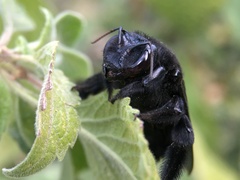 Xylocopa fimbriata