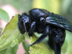 Xylocopa fimbriata