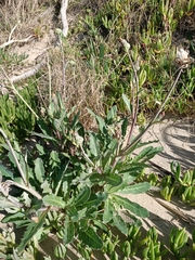 Sonchus megalocarpus