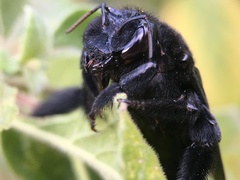 Xylocopa fimbriata
