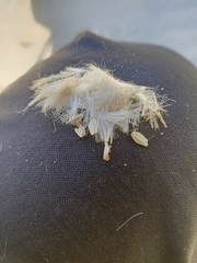 Sonchus megalocarpus