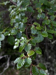 Nothofagus
